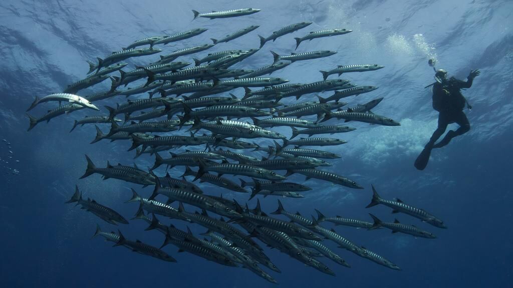 Barracudas